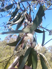 Eucalyptus multicaulis