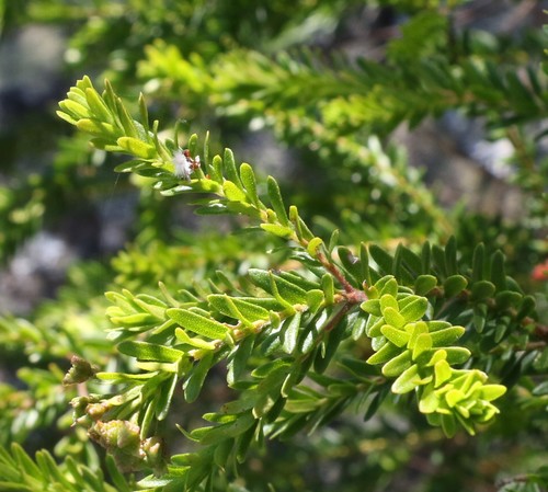 Image of Leionema gracile by (c) Greg Tasney, some rights reserved (CC BY-SA)