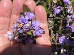 Prostanthera caerulea