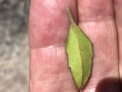 Prostanthera caerulea