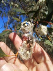 Eucalyptus multicaulis