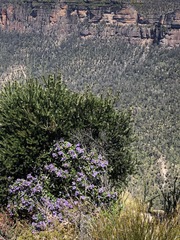 Prostanthera caerulea