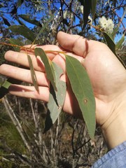 Eucalyptus multicaulis