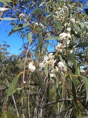 Eucalyptus multicaulis