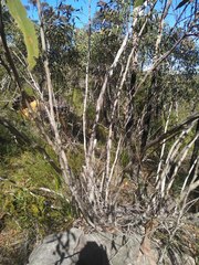 Eucalyptus multicaulis