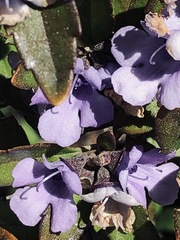 Prostanthera caerulea