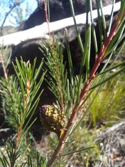 Hakea propinqua