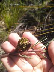 Hakea propinqua