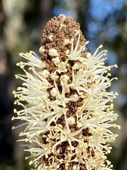 Xanthorrhoea gracilis