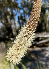 Xanthorrhoea gracilis