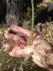 Bossiaea ensata