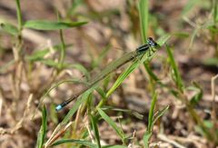 Ischnura asiatica