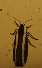 Rajendra perrottetii