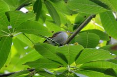 Zosterops erythropleurus