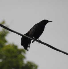 Quiscalus mexicanus