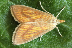 Nascia cilialis