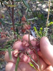 Lasiopetalum rufum