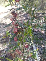 Lasiopetalum rufum