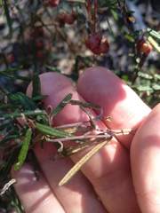 Lasiopetalum rufum