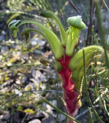 Anigozanthos bicolor decrescens