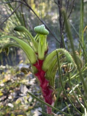Anigozanthos bicolor decrescens