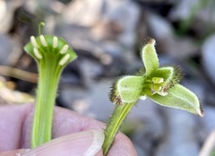 Anigozanthos bicolor decrescens