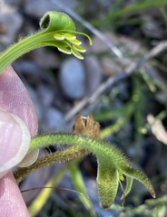 Anigozanthos bicolor decrescens