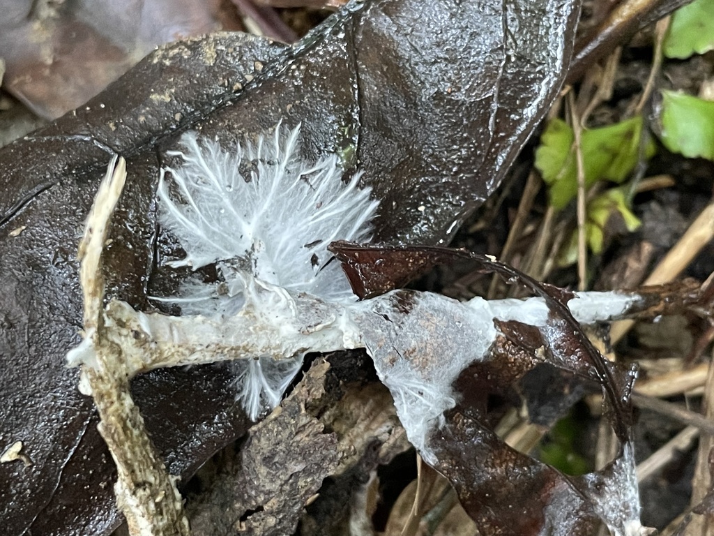 Aphelaria lacerata