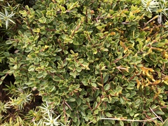Rhamnus kanagusukii