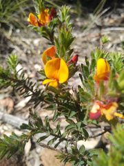 Pultenaea tuberculata