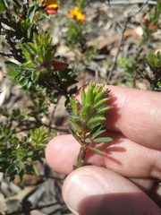 Pultenaea tuberculata