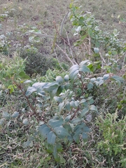 Ceratonia siliqua