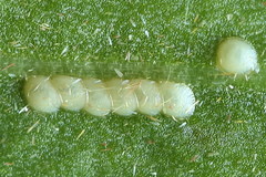 Ostrinia palustralis