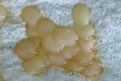 Ostrinia palustralis