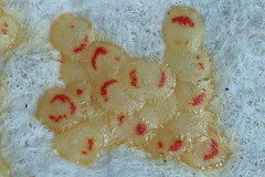 Ostrinia palustralis