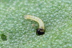 Ostrinia palustralis