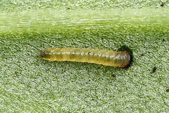 Ostrinia palustralis