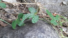 Aristolochia pentandra