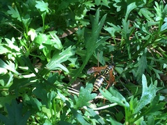 Polistes chinensis