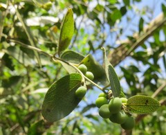 Cocculus hirsutus