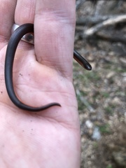 Carphophis amoenus amoenus