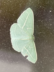 Chlorocoma stereota