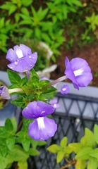 Achetaria azurea
