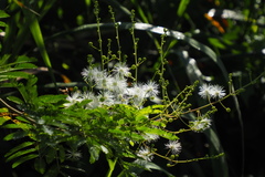 Mimosa bimucronata