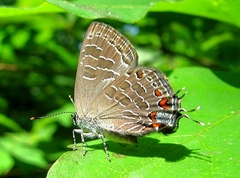 Satyrium liparops