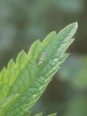 Eupteryx decemnotata