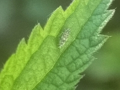 Eupteryx decemnotata