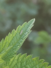 Eupteryx decemnotata