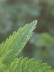 Eupteryx decemnotata