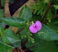Impatiens minor